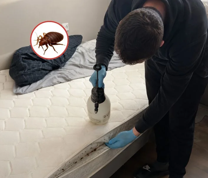 Technicien traitant un matelas contre les punaises de lit à Lainville-en-Vexin